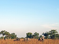 Kamerun WasaPark Elefanten.jpg