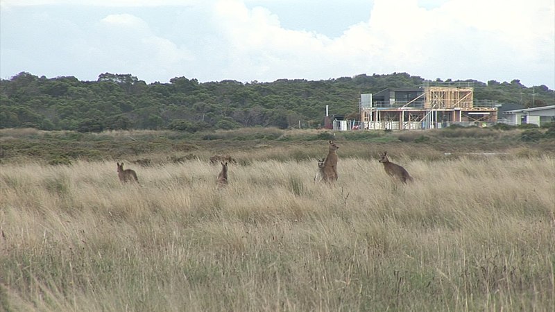 File:Karaaf Wetland, Torquay.jpg