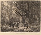 Karl Bodmer: Forêt de Fontainebleau. Radierung