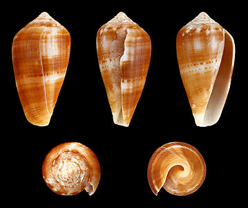 Conus (Ketyconus) tinianus