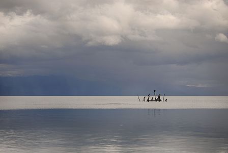 Cormorants in Lake Prespa, near the village of Oteševo, Macedonia