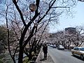 Cherry trees in bloom at Miyuki Slope that leads to the Kumamoto Castle. Taken on 31 March 2011. 熊本城に向かうメインストリートである行幸坂（みゆきざか）一帯に満開している桜。2011年3月31日撮影。