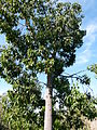 Jardin botanique Montjuic, Barcelone