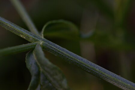 La tige de la verveine officinale est canaliculée sur deux faces opposées.