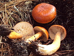 Lactarius luculentus 70859.jpg