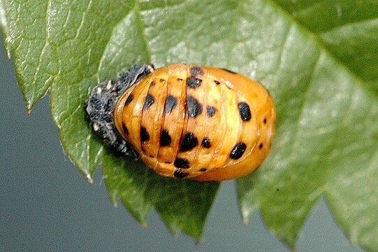 Семиточечная коровка личинка. Семиточечная Божья коровка. Coccinella septempunctata личинка. Куколка семиточечной Божьей коровки.