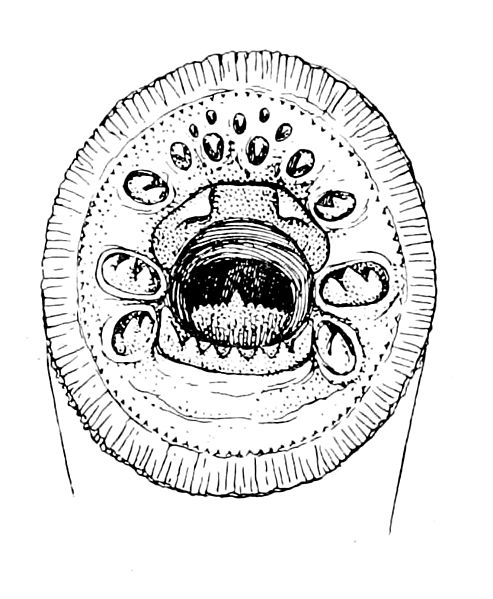 File:Lampetra fluviatilis mouth.jpg