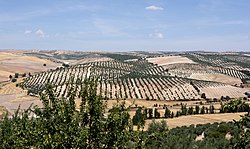 Oliivipuita Píñarin kunnassa Andalusiassa.