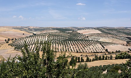 Landscape andalusia pinar.jpg