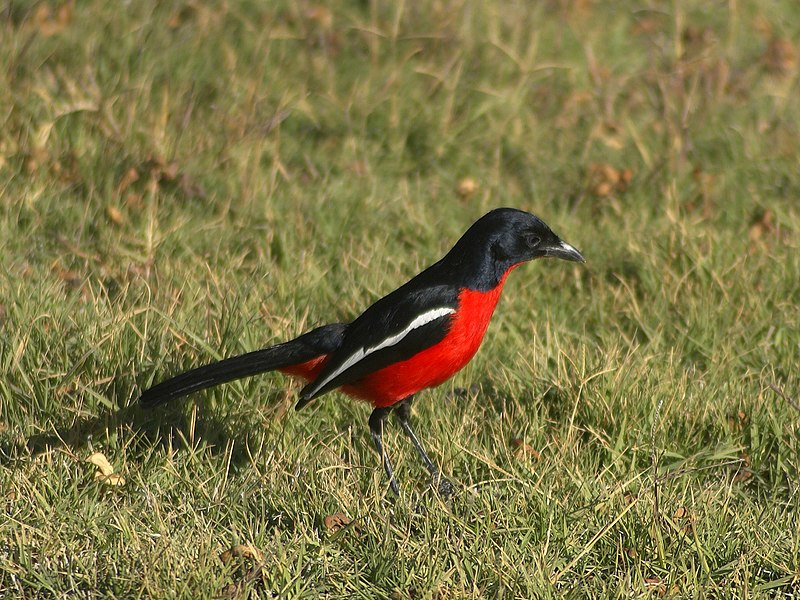 File:Laniarius atrococcineus.jpg