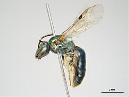 Lasioglossum sicarium