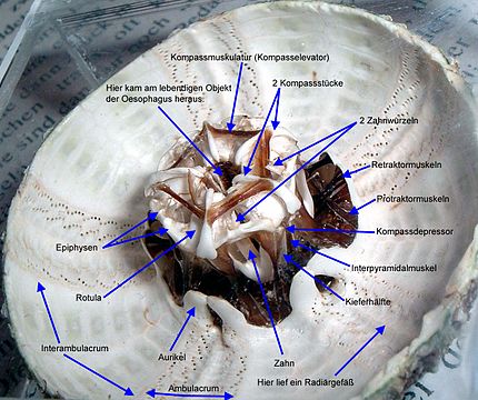 Морские ежи строение