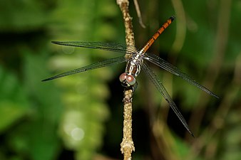 Asiatic Blood Tail Lathrecista asiatica young male