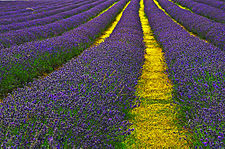 Lavender field in Carshalton, London Borough of Sutton. Lavender Field Sutton.jpg