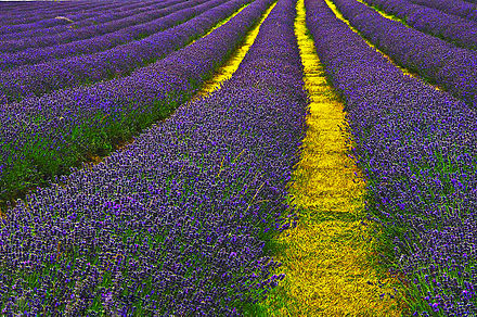 Lavender field in the south of Carshalton
