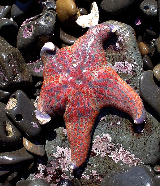 File:Leather star fish.jpg