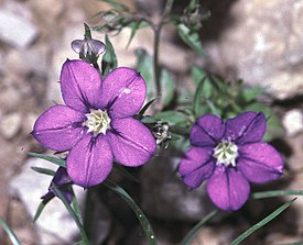 Легузия зеркало Венеры (Legousia speculum-veneris)