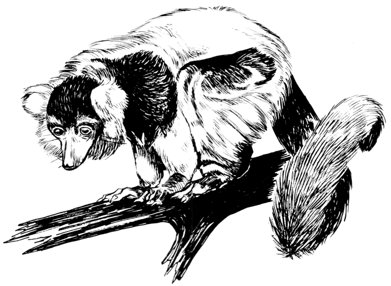File:Lemur (PSF).png
