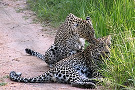 Leopards grooming each other