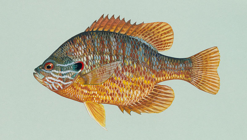 File:Lepomis gibbosus2.jpg