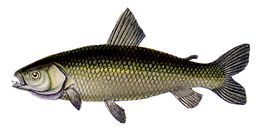 Leporinus pachyurus