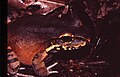 Leptodactylus knudseni01.jpg