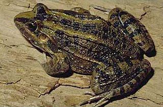 Description de l'image Leptodactylus ocellatus.jpg.