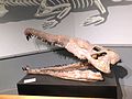 Thumbnail for Leptosuchus