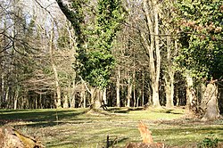 Lime Breach Wood - geograph.org.uk - 127941.jpg