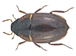 Limnebius papposus