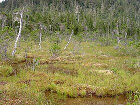 Trees in muskeg habitat, Kupreanof Island, Alaska