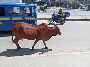 Nairobi: Histoire, Géographie, Démographie