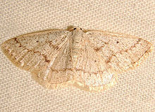 Lomographa glomeraria - Gray Spring Moth (15899273107).jpg