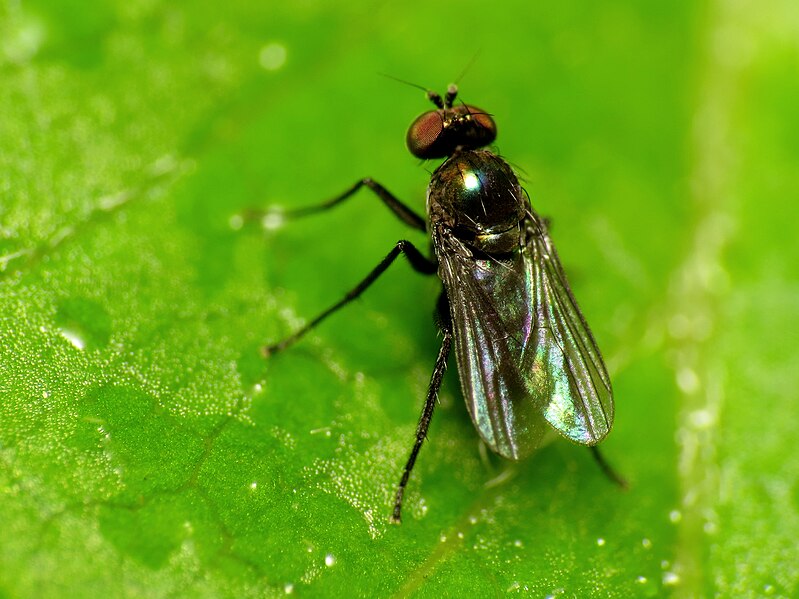 File:Long-legged Fly - Flickr - treegrow.jpg