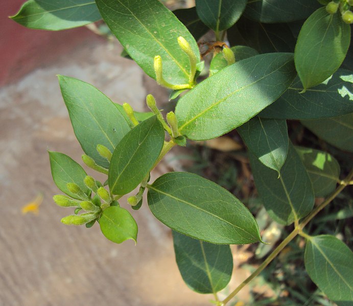 File:Lonicera japonica 12a.JPG