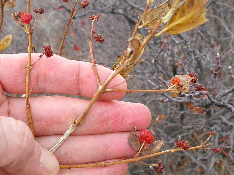 File:Lonicera tatarica (3621856475).jpg