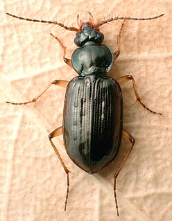 <i>Loricera foveata</i> Species of beetle