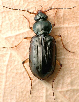 <i>Loricera</i> Genus of beetles