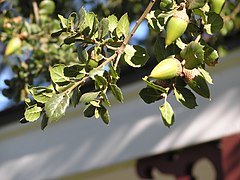 Coast live oak at Rancho Los Encinos in the San Fernando Valley Los Encinos live oak.jpg