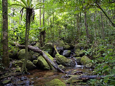 Lowland rainforest, Masoala National Park, Madagascar.jpg