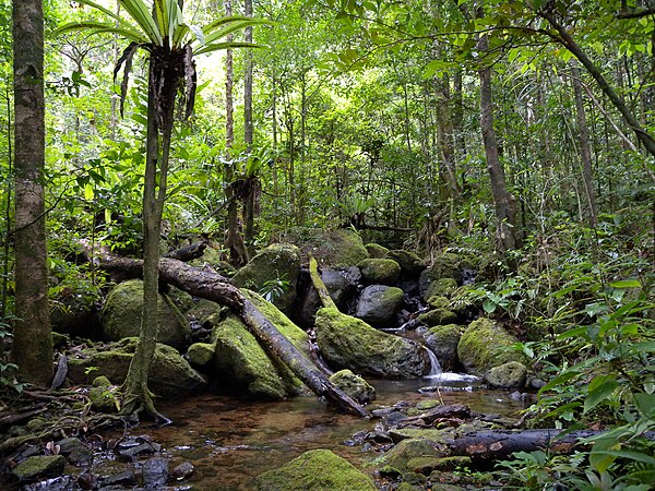 Image: Lowland rainforest, Masoala National Park, Madagascar