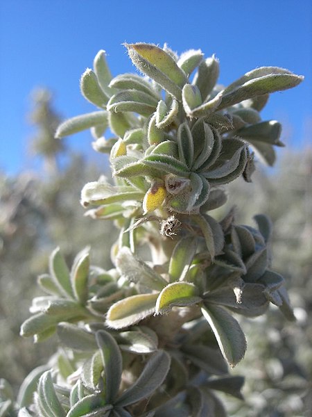 Tập_tin:Lupinus_arboreus_in_guadalupe_dunes.jpg