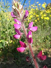 Lupinus hirsutissimus