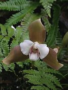 Lycaste powellii