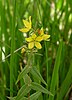 Lysimachia asperulifolia