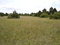 Pelouse de type Mésobromion au sommet de la Motte-Giron à Dijon.