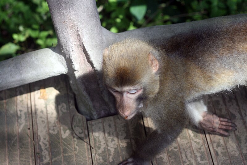 File:Macaca thibetana (14170958523).jpg