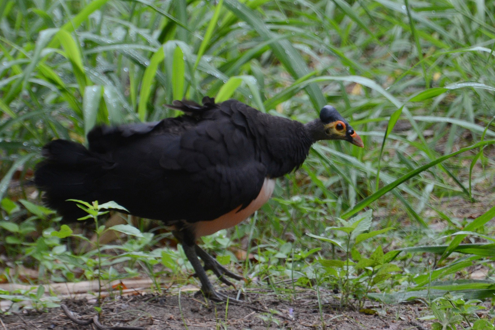 Macrocephalon maleo - Muara Pusian (1).JPG