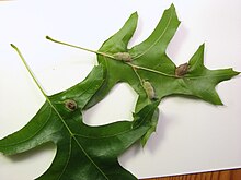 Macrodiplosis niveipila red oak leaves.jpg