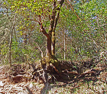 Madrone tree in upper watershed of Calabazas Creek, showing shallow rooting due to thin soil mantle.